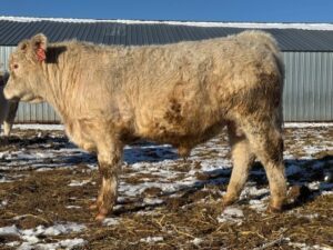 LOT 31