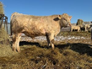 LOT 34