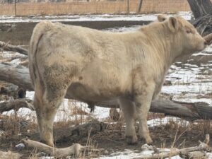 LOT 35