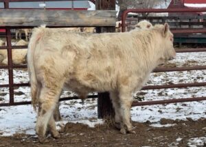 LOT 44
