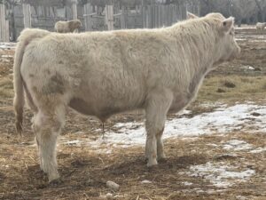 LOT 50