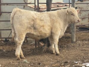 LOT 51