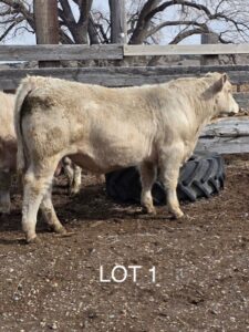 Lot 1