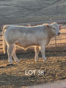 Lot 38
