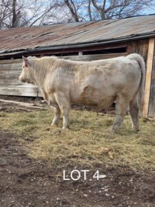 Lot 4