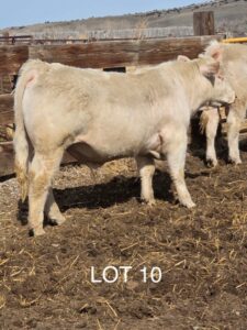 lot 10