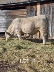 lot 11