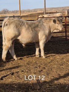lot 12