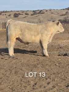 lot 13