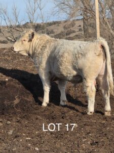 lot 17