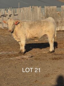 lot 21