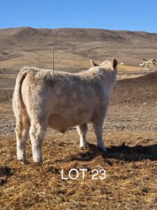 lot 23