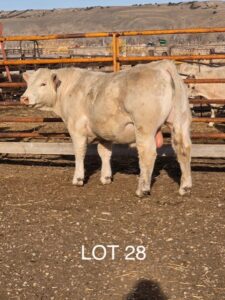 lot 28