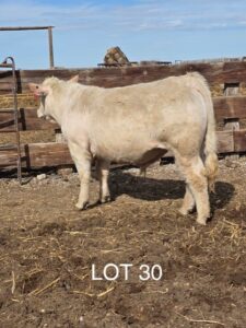 lot 30