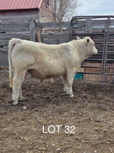 lot 32