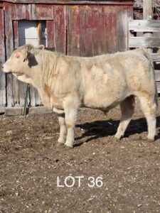 lot 36