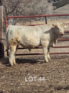lot 44