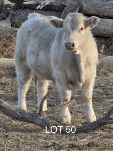 lot 50