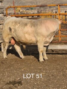lot 51