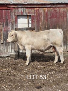 lot 53