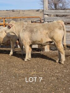 lot 7
